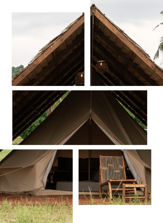 Camping Tents Among Palm Trees