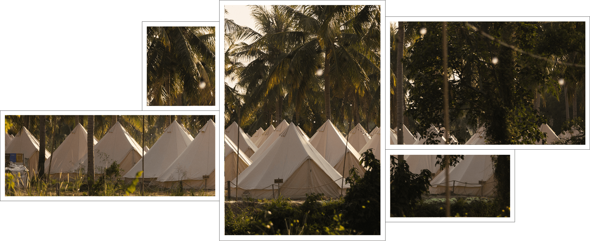 Camping Tents Among Palm Trees
